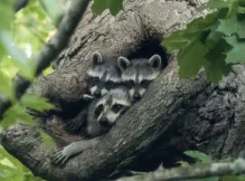 Where do raccoons sleep