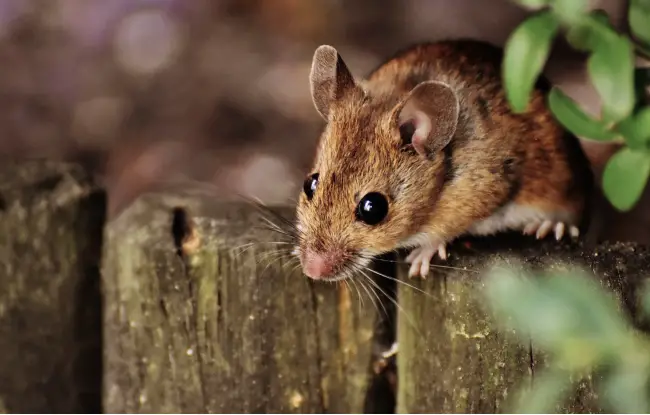 can mice climb stairs