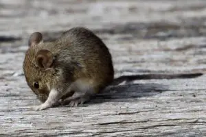 Are mice dangerous picture