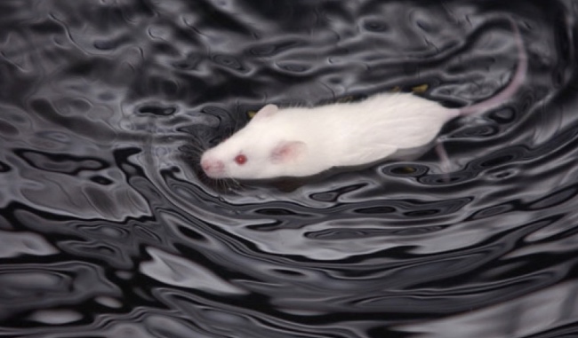 Can mice swim