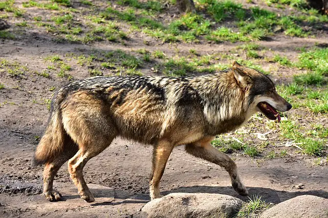 How Can a WOLF Run? Answers